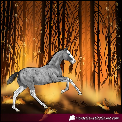 Horse Color:Blue Roan Splash