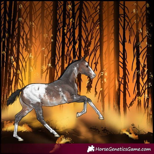 Horse Color:Brown Sabino Snowcap