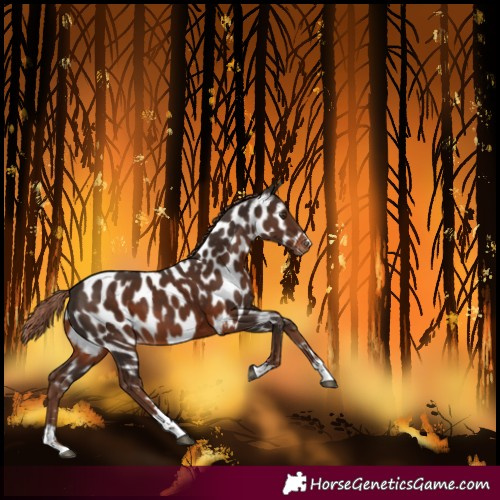 Horse Color:Liver Chestnut Near Leopard