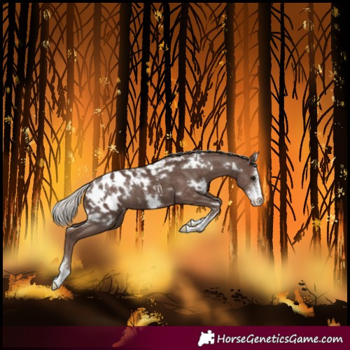 Horse Color:White Spotted Silver Black Sabino Blanket 