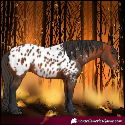 Horse Color:Bay Near Leopard 