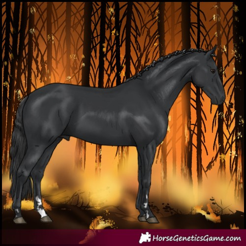 Horse Color:Black 
