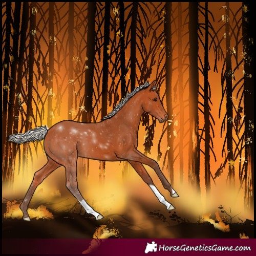 Horse Color:Silver Bay 