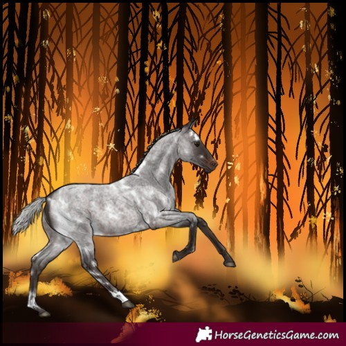 Horse Color:White Spotted Silver Brown Roan 