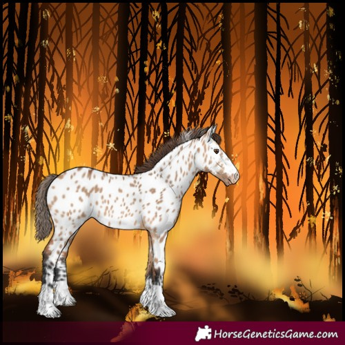 Horse Color:Bay Dun Near Leopard 