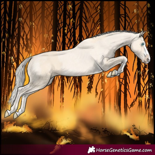 Horse Color:Cremello Splash  and Cremello Roan Splash 