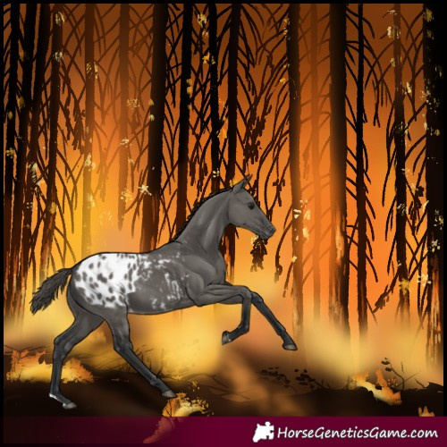 Horse Color:Grullo Blanket
