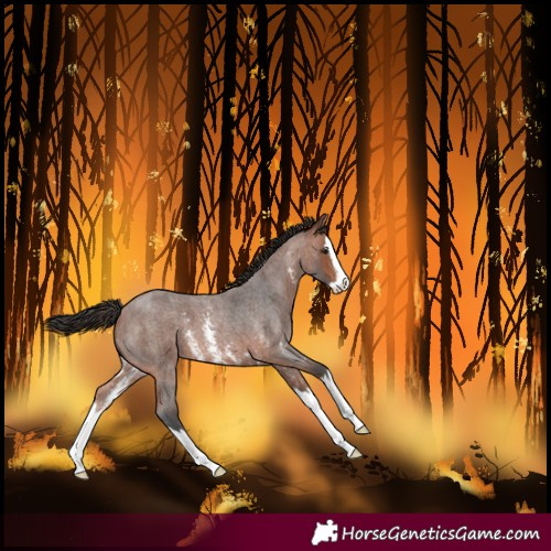 Horse Color:Bay Roan Sabino Splash 
