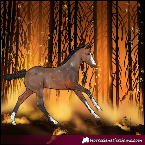 Horse Color:Bay 