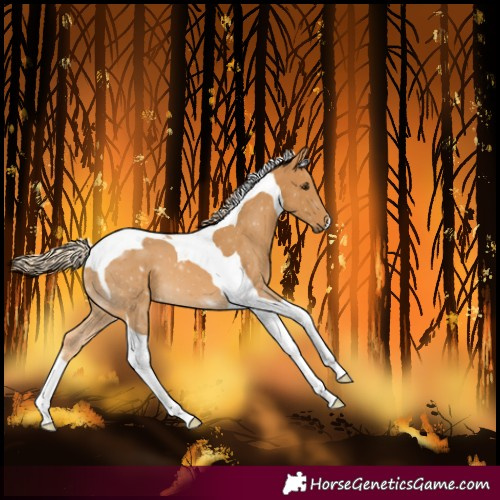 Horse Color:Palomino Tobiano 