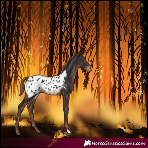 Horse Color:Liver Chestnut Blanket