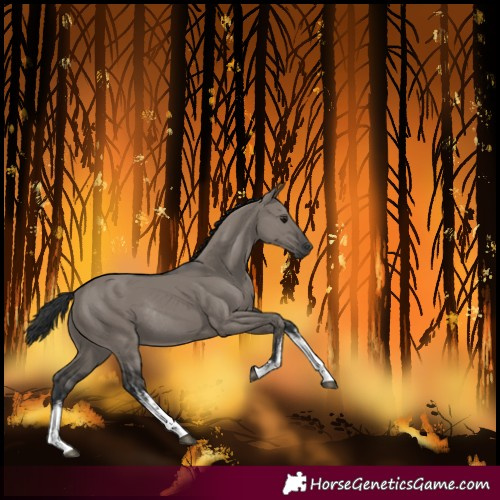 Horse Color:White Spotted Grullo Rabicano