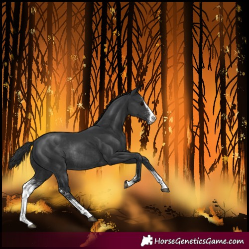 Horse Color:Black Sabino Rabicano 
