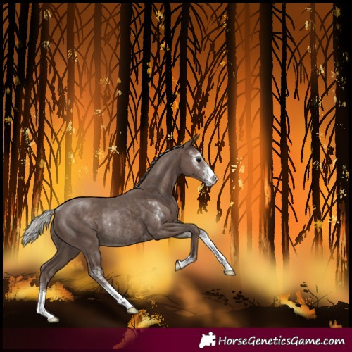 Horse Color:Silver Black Sabino Rabicano 