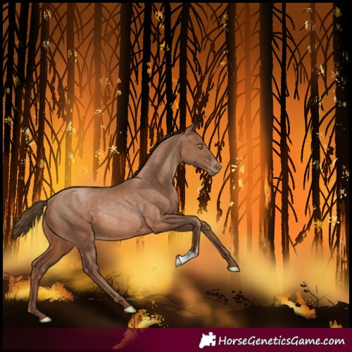 Horse Color:Brown Pearl Rabicano