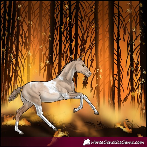 Horse Color:Liver Red Dun Pearl Tobiano Rabicano 