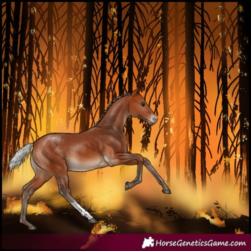 Horse Color:Silver Bay Sabino Rabicano 