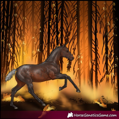 Horse Color:Silver Brown Sabino Rabicano 