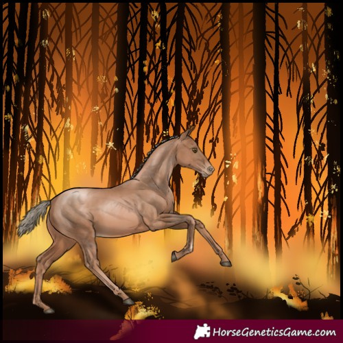 Horse Color:Liver Chestnut Pearl Rabicano 