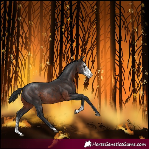 Horse Color:Brown Sabino Rabicano