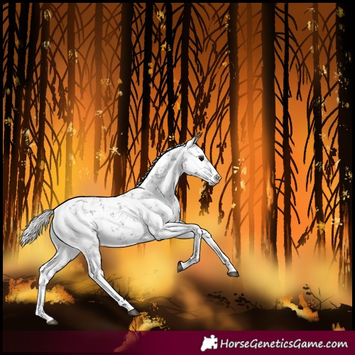 Horse Color:White Spotted Silver Brown Sabino Rabicano 