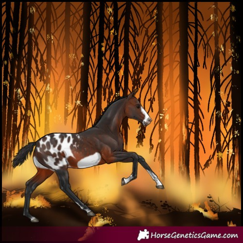 Horse Color:Brown Sabino Frame Blanket Rabicano 