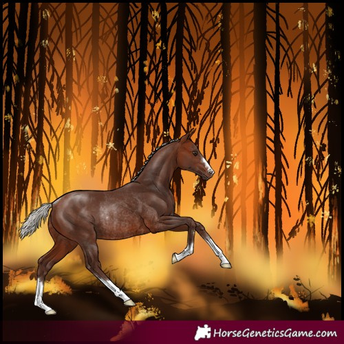 Horse Color:Silver Brown Rabicano 