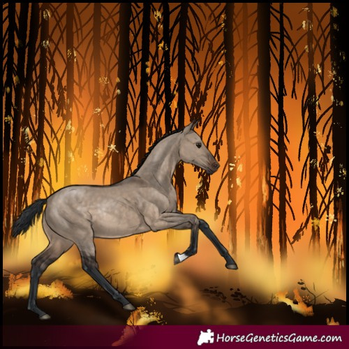 Horse Color:Brown Dun Rabicano 