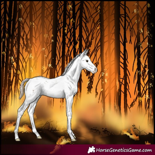 Horse Color:Liver Red Dun Sabino Splash 