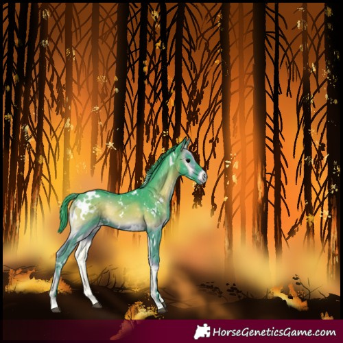 Horse Color:Watercolor White Spotted Blue Onyx