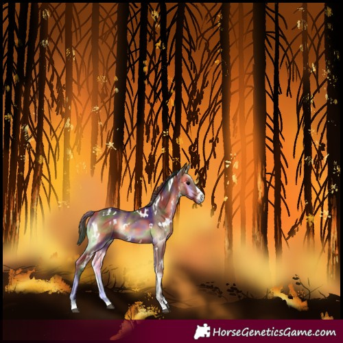 Horse Color:Nacre White Spotted Bay Onyx 