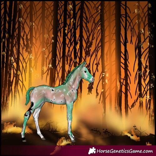 Horse Color:Watercolor White Spotted Grullo Onyx 