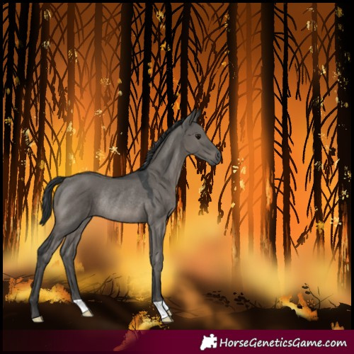 Horse Color:Grullo Rabicano 