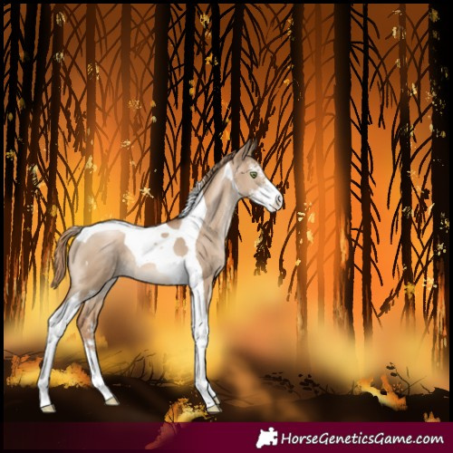 Horse Color:Liver Red Dun Pearl Sabino Tobiano 