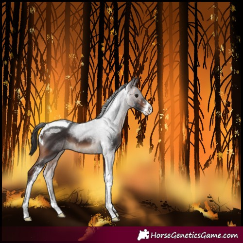 Horse Color:Brown Sabino Tobiano 