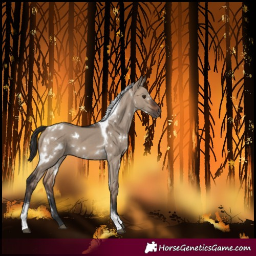 Horse Color:White Spotted Brown Dun Tobiano 