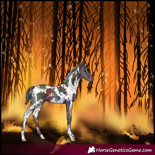 Horse Color:Nacre White Spotted Liver Chestnut 