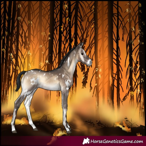 Horse Color:White Spotted Brown Onyx 