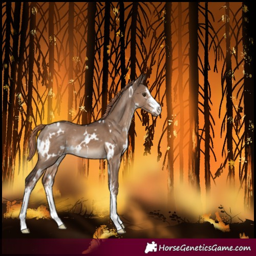 Horse Color:White Spotted Liver Red Dun Sabino