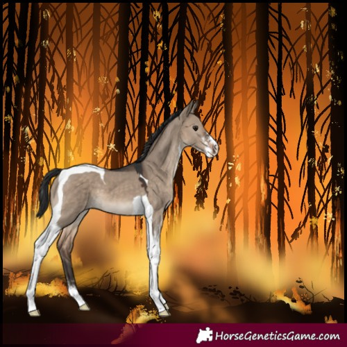 Horse Color:Brown Dun Sabino Tobiano
