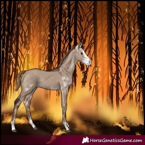 Horse Color:Liver Red Dun Sabino 