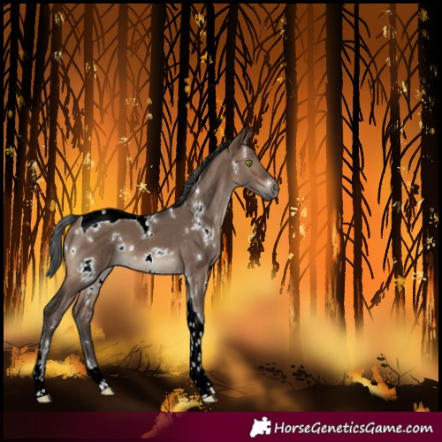 Horse Color:White Spotted Brown Dun Tobiano