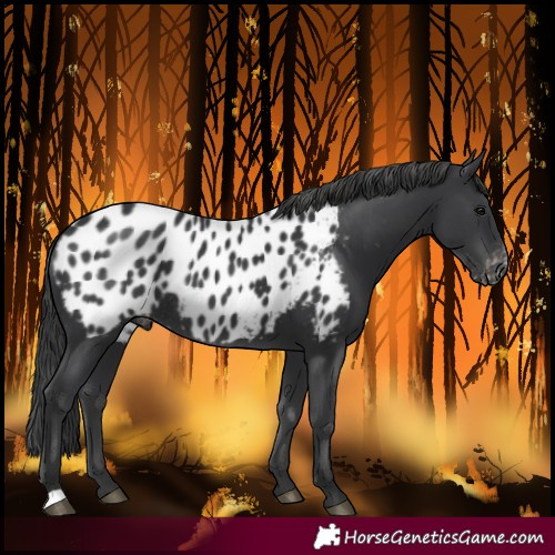 Horse Color:Black Blanket Rabicano