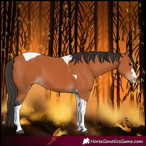 Horse Color:Bay Tobiano 