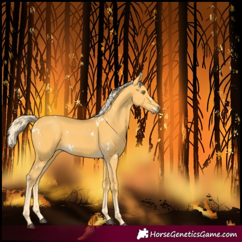 Horse Color:White Spotted Palomino 