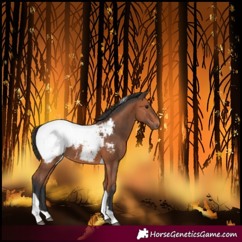 Horse Color:Bay Tobiano Snowcap
