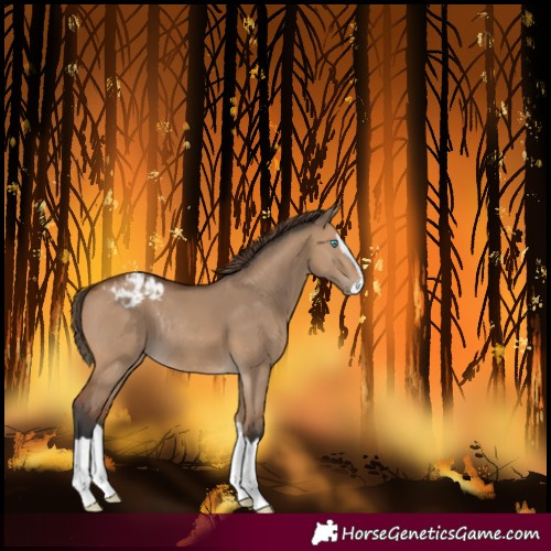 Horse Color:Bay Dun Splash Varnish Rabicano