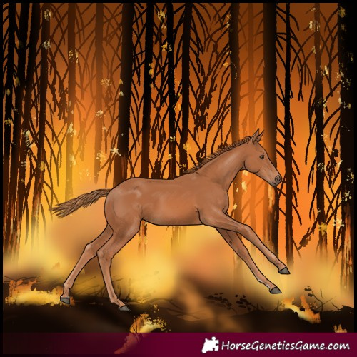 Horse Color:Chestnut 