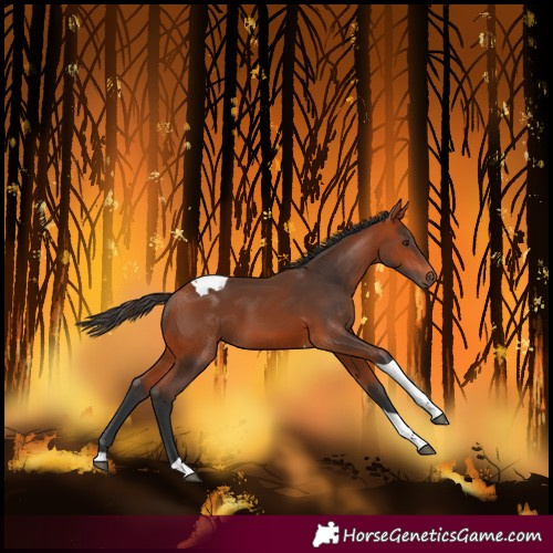 Horse Color:Bay Tobiano 