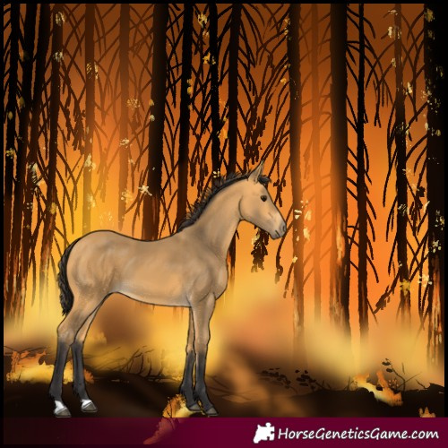 Horse Color:Unknown 